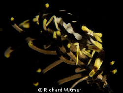 Crinoid Shrimp. G9/DS160s/2 UCL165s. by Richard Witmer 